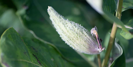 Milkweed, an eco-responsible resource in Quebec