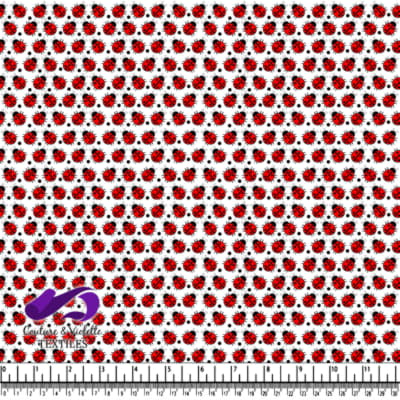 Red ladybugs on a white background