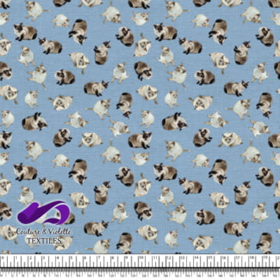 Siamese Cat - Clear sky blue