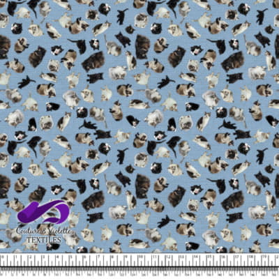 Cat - Cattery on white texture